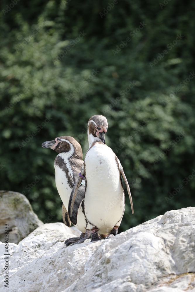 Naklejka premium Pinguin