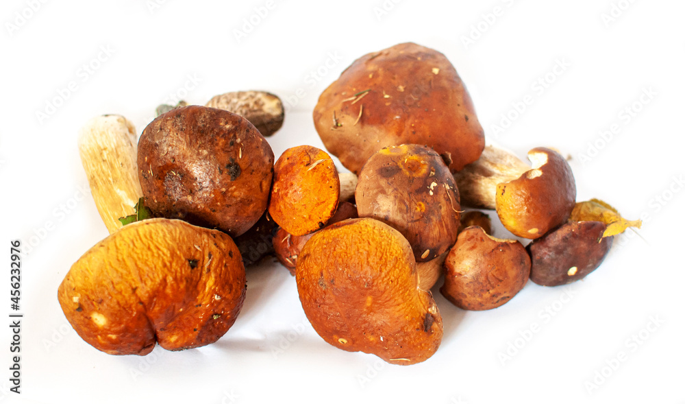 Forest mushrooms composition on white background isolated Forest mushrooms composition on white background isolated