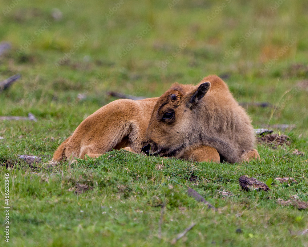 Fototapeta premium Bison Stock Photo and Image. Baby Bison resting on grass in the field with blur background in its environment and habitat surrounding. Buffalo Picture.
