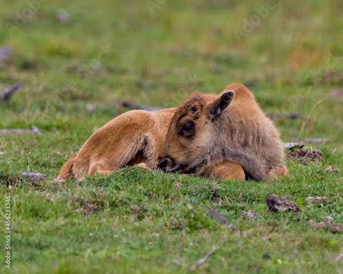 Bison Stock Photo and Image. Baby Bison resting on grass in the field with blur background in its environment and habitat surrounding. Buffalo Picture.