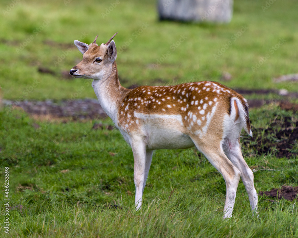 Deer Stock Photo. Close-up profile view in the field with grass and blur background in his environment and surrounding habitat. Fallow Deer Image. Deer Stock Photo. Close-up profile view in the field with grass and blur background in his environment and surrounding habitat. Fallow Deer Image.