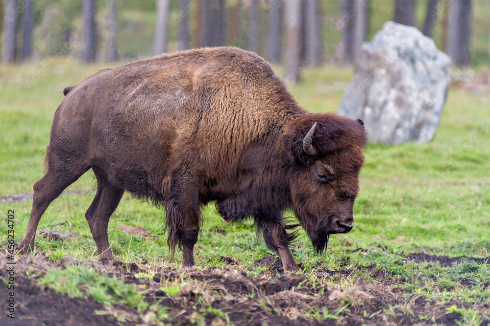 Bison Stock Photo and Image. Close-up side view walking in the field with a blur forest background displaying large body and horns in its environment and habitat surrounding. Buffalo Picture. Bison Stock Photo and Image. Close-up side view walking in the field with a blur forest background displaying large body and horns in its environment and habitat surrounding. Buffalo Picture.