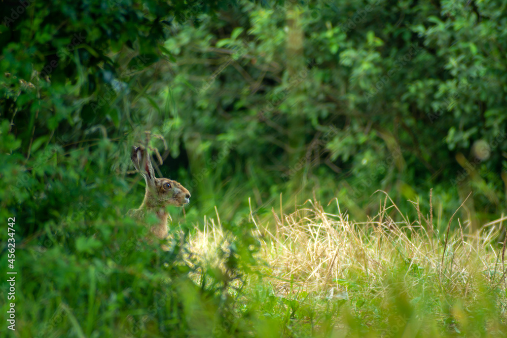 The head of a hare in a green bush The head of a hare in a green bush