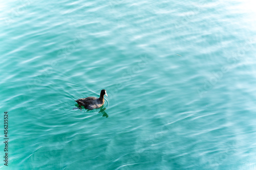 A black-colored seagull floats on the waves