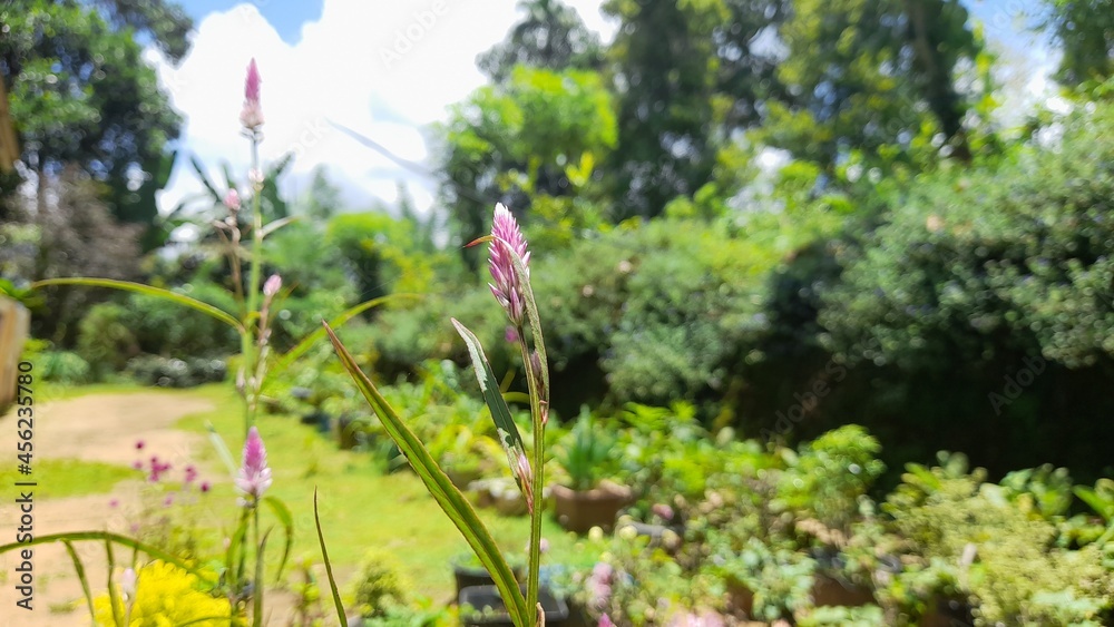 flowers in the grass flowers in the grass