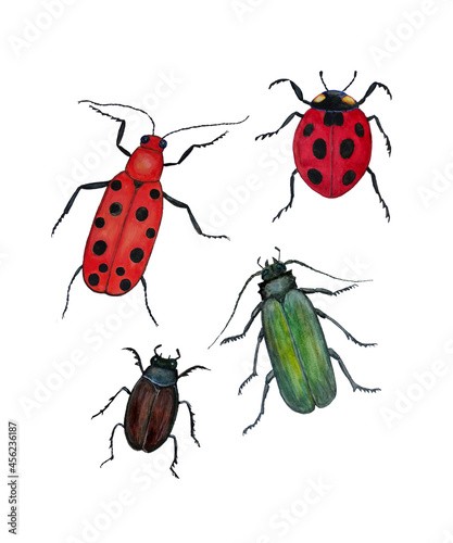 Colored beetles painted in watercolor. Seven-point cow beetle, Baby beetle, Spanish Fly, Blister, Red Milk beetle, dung beetle. © Екатерина Мерзлякова