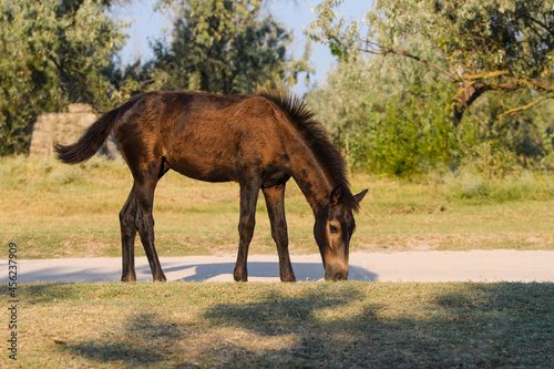 A small foal alone on the farm is eating grass and walking. Trees in the background.