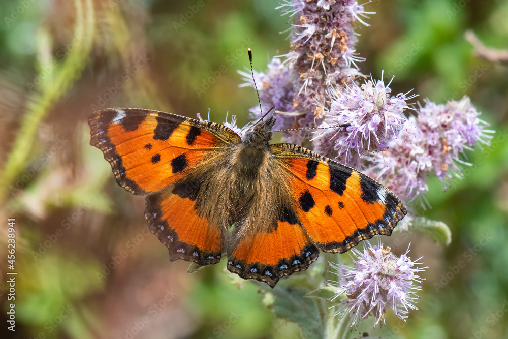 Nymphalidae / Aglais / Small Tortoiseshell / Aglais urticae Nymphalidae / Aglais / Small Tortoiseshell / Aglais urticae