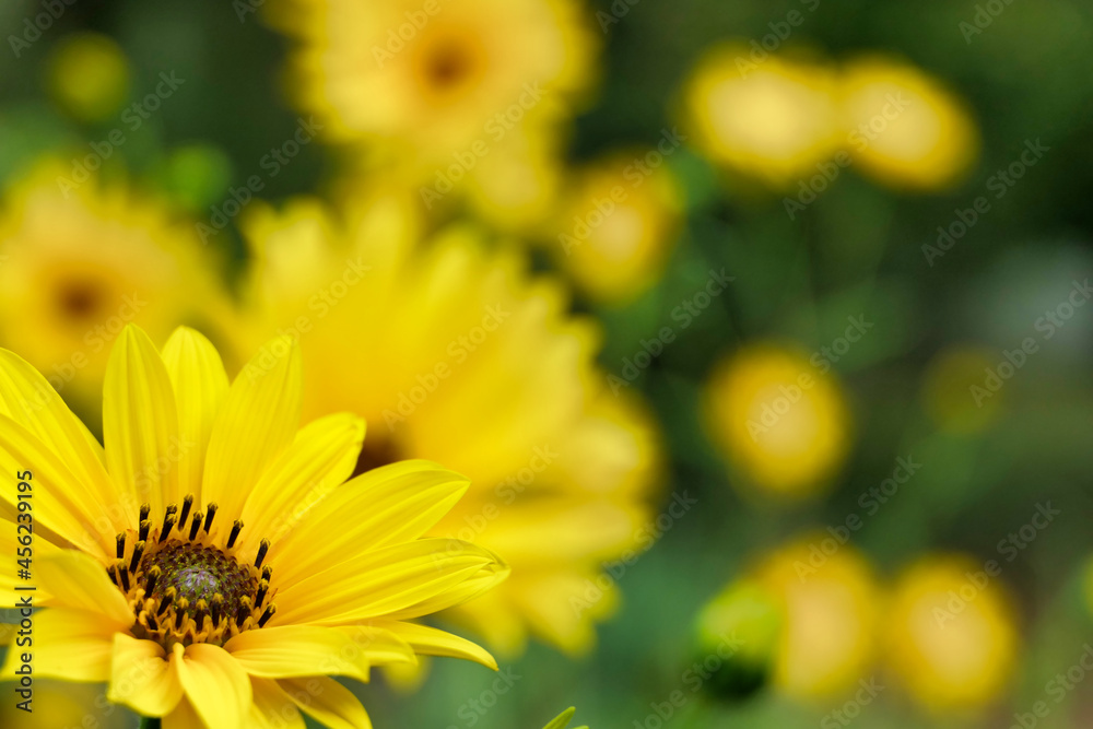 Close up of the head of a yellow daisy, also known as Helenium, bursting into bloom
Close up of the head of a yellow daisy, also known as Helenium, bursting into bloom