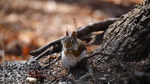 The American red squirrel -Tamiasciurus hudsonicus in the park photo