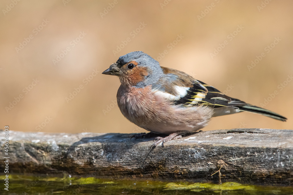 İspinoz » Common Chaffinch » Fringilla coelebs İspinoz » Common Chaffinch » Fringilla coelebs