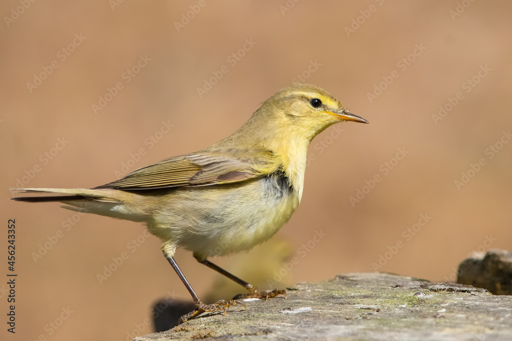 Söğütbülbülü » Willow Warbler » Phylloscopus trochilus Söğütbülbülü » Willow Warbler » Phylloscopus trochilus