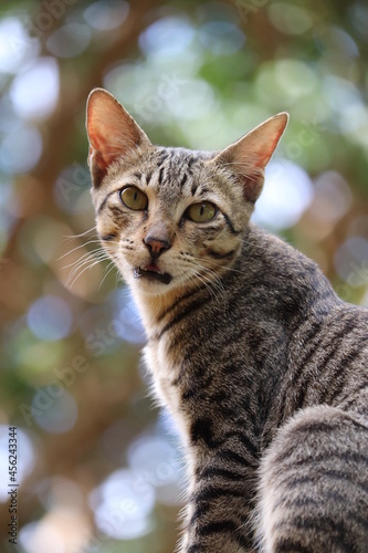 Most charming Cute cat looking in outdoor