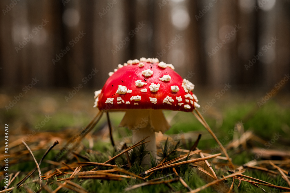 close-up of poisonous fly-agaric growing among green moss and dry pine needles close-up of poisonous fly-agaric growing among green moss and dry pine needles