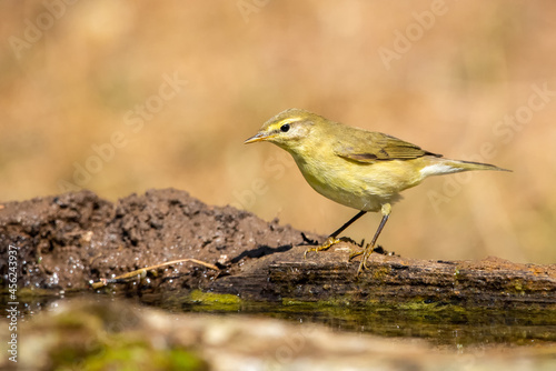 Söğütbülbülü » Willow Warbler » Phylloscopus trochilus