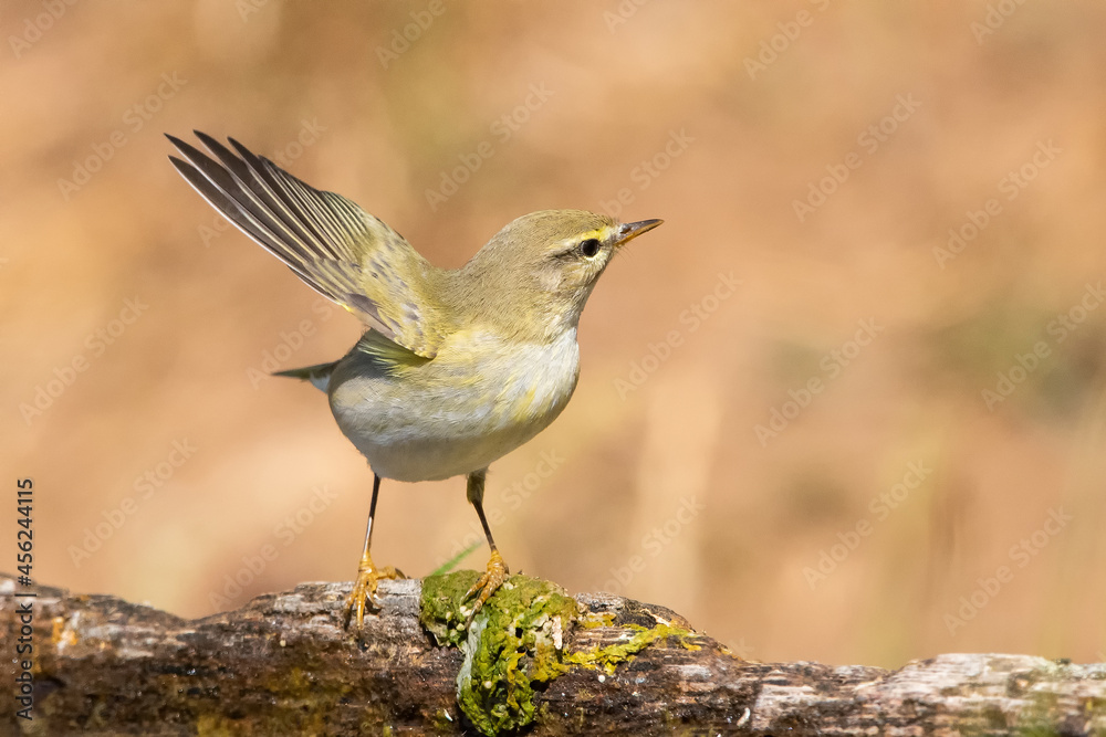 Fototapeta premium Söğütbülbülü » Willow Warbler » Phylloscopus trochilus