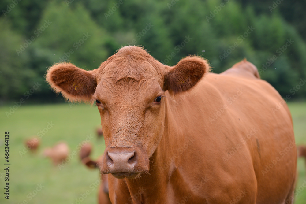 What are you looking at? Close up shot of beautiful brown cow as it stands in field in rural England . What are you looking at? Close up shot of beautiful brown cow as it stands in field in rural England .