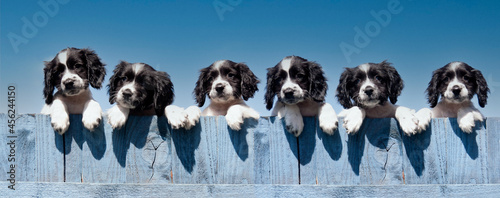 Five cute black and white spaniels peeping over a blue fence on a sunny day