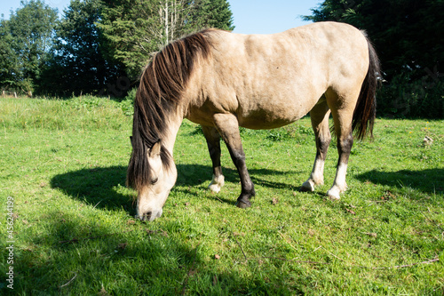 Very fat pony grazing on grass on a sunny day, running the very serious risk of becoming ill because it is too overweight and unhealthy.