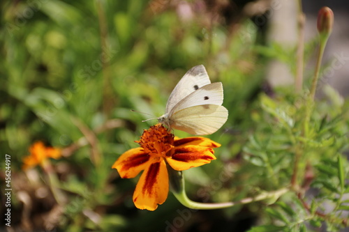 Weißer Schmetterling auf Tagetes Blüte im Garten photo