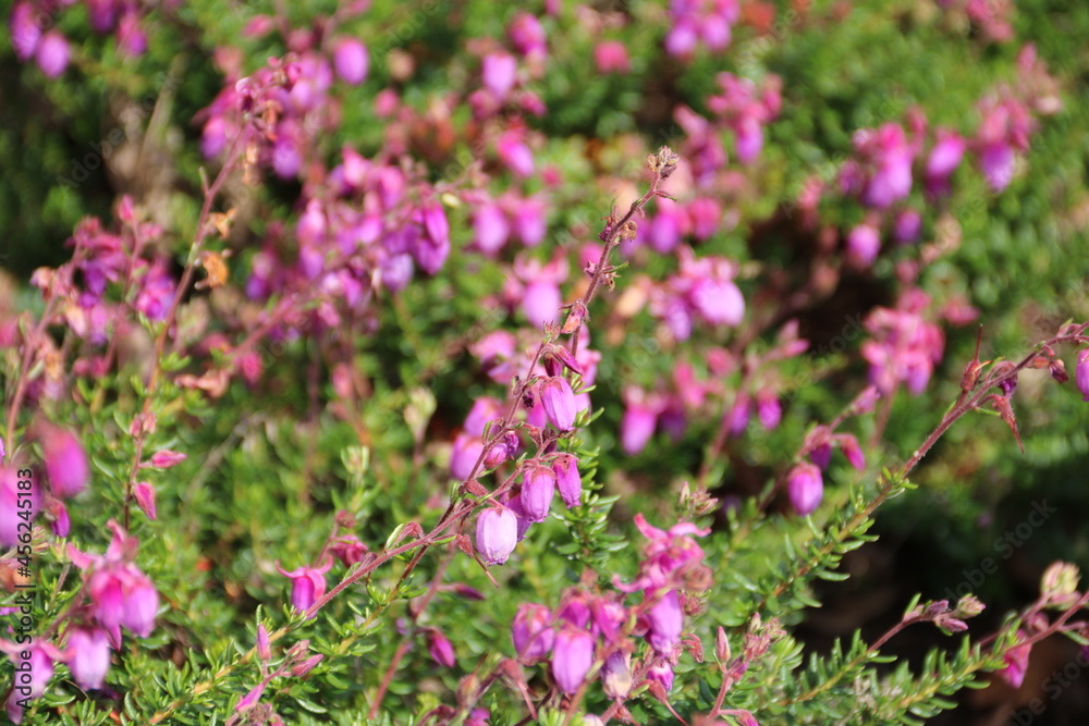 Blühendes Heidekraut in der Natur