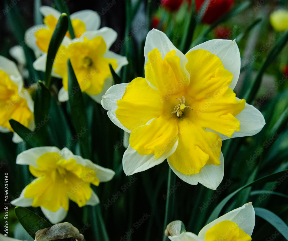 spring-blooming daffodils