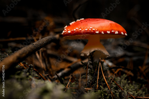 beautiful mushroom with bright red cap with white spots growing in the autumn forest