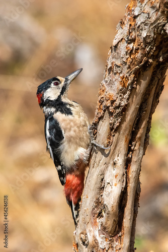 Orman alaca ağaçkakanı » Great Spotted Woodpecker » Dendrocopos major 