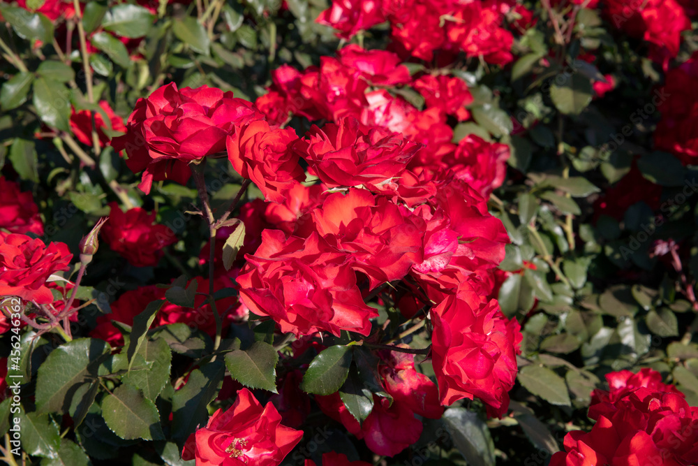 Red roses texture and pattern. Closeup view of Rosa La Sevillana flowers of red petals, spring blooming in the garden. Red roses texture and pattern. Closeup view of Rosa La Sevillana flowers of red petals, spring blooming in the garden.