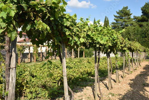 Pieds de vigne en été