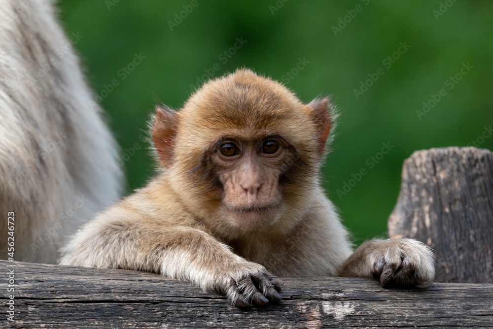 Naklejka premium Barbary macaques 