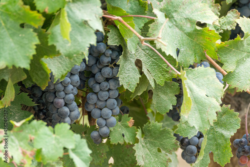 Black wine grapes ready to harvest, wine making in France photo