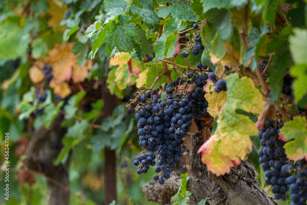 Black wine grapes ready to harvest, wine making in France