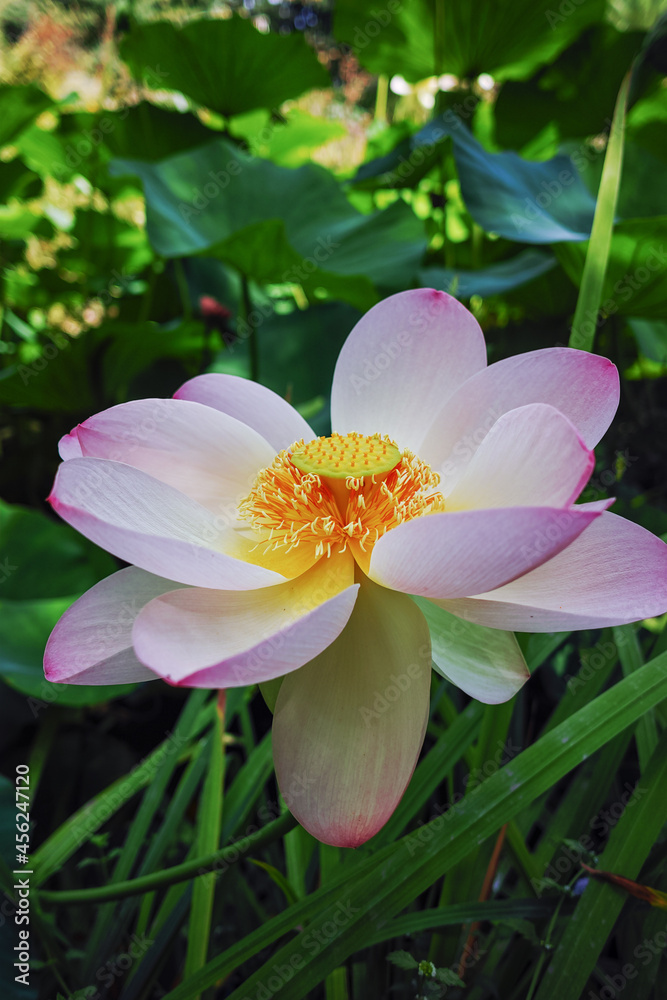 Blossom of huge pink waterlily lotus flower in garden pond Blossom of huge pink waterlily lotus flower in garden pond