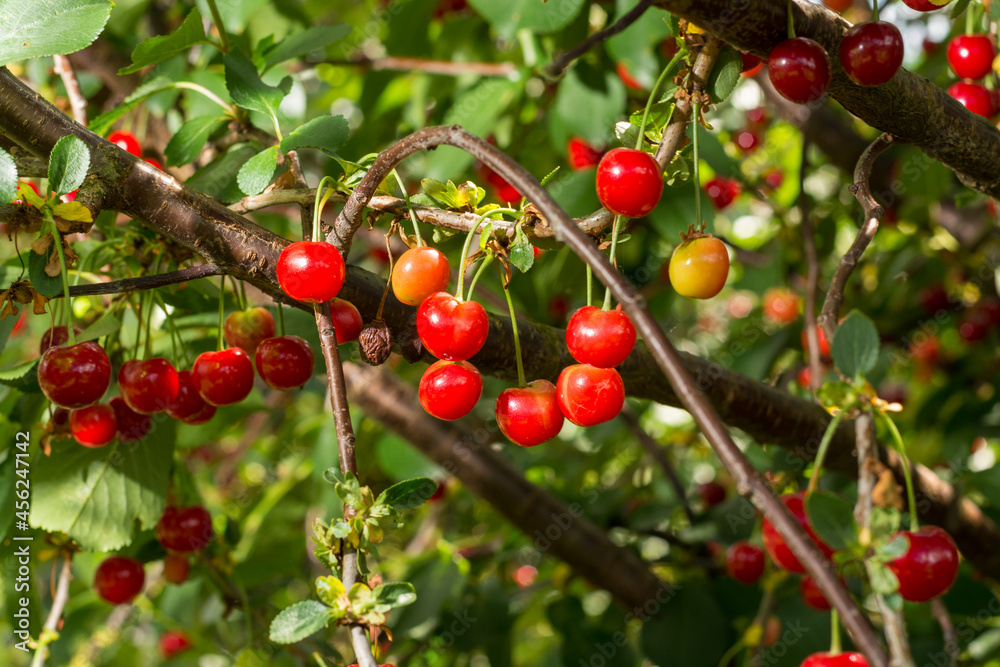 Harvesting of sour kriek cherry in Belgium