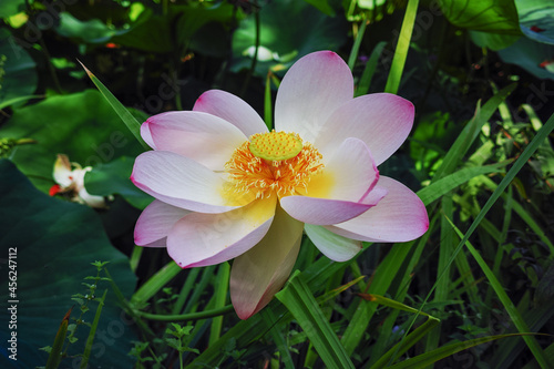 Blossom of huge pink waterlily lotus flower in garden pond