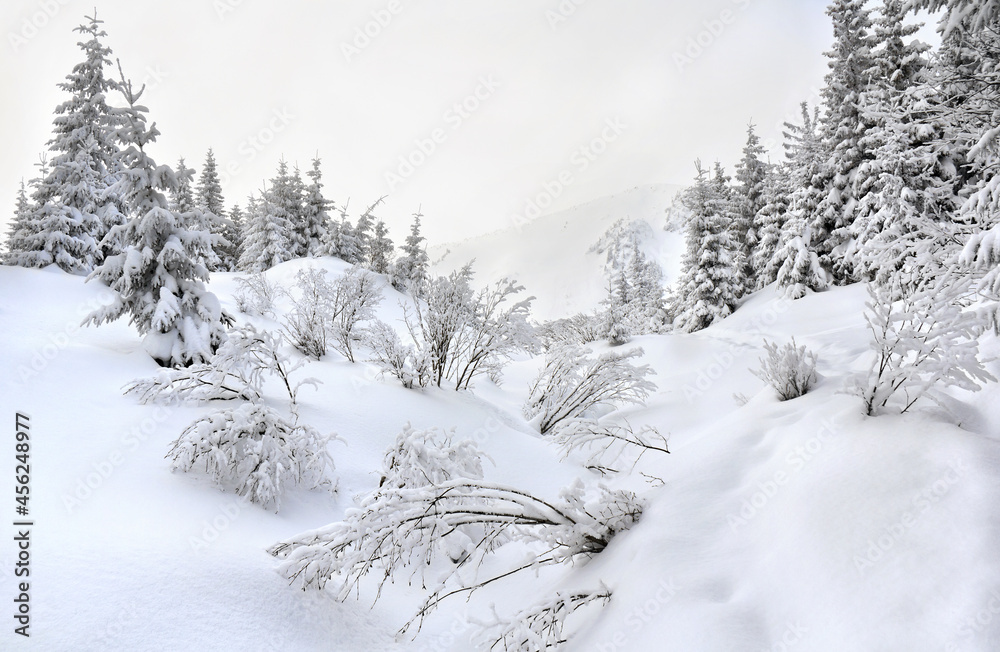 Winter landscape in fir forest and glade with trees in snow in mountains