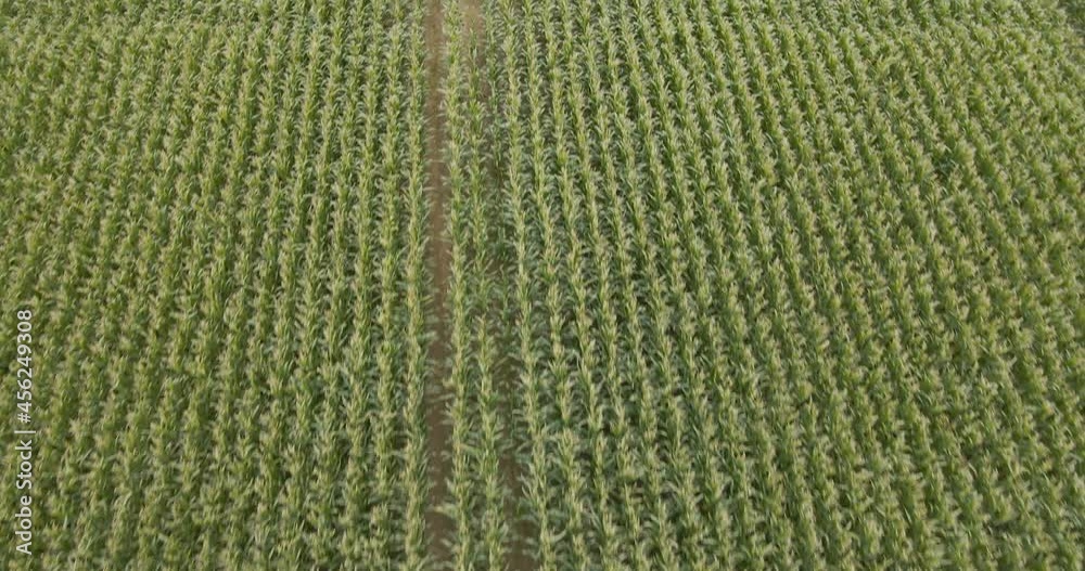 corn fields from a small height corn fields from a small height