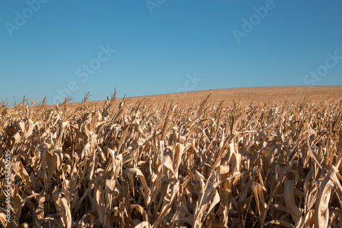 Plantação de Arroz próximo a serra da Boa esperança,  Guapé, Minas Gerais, Brasil photo