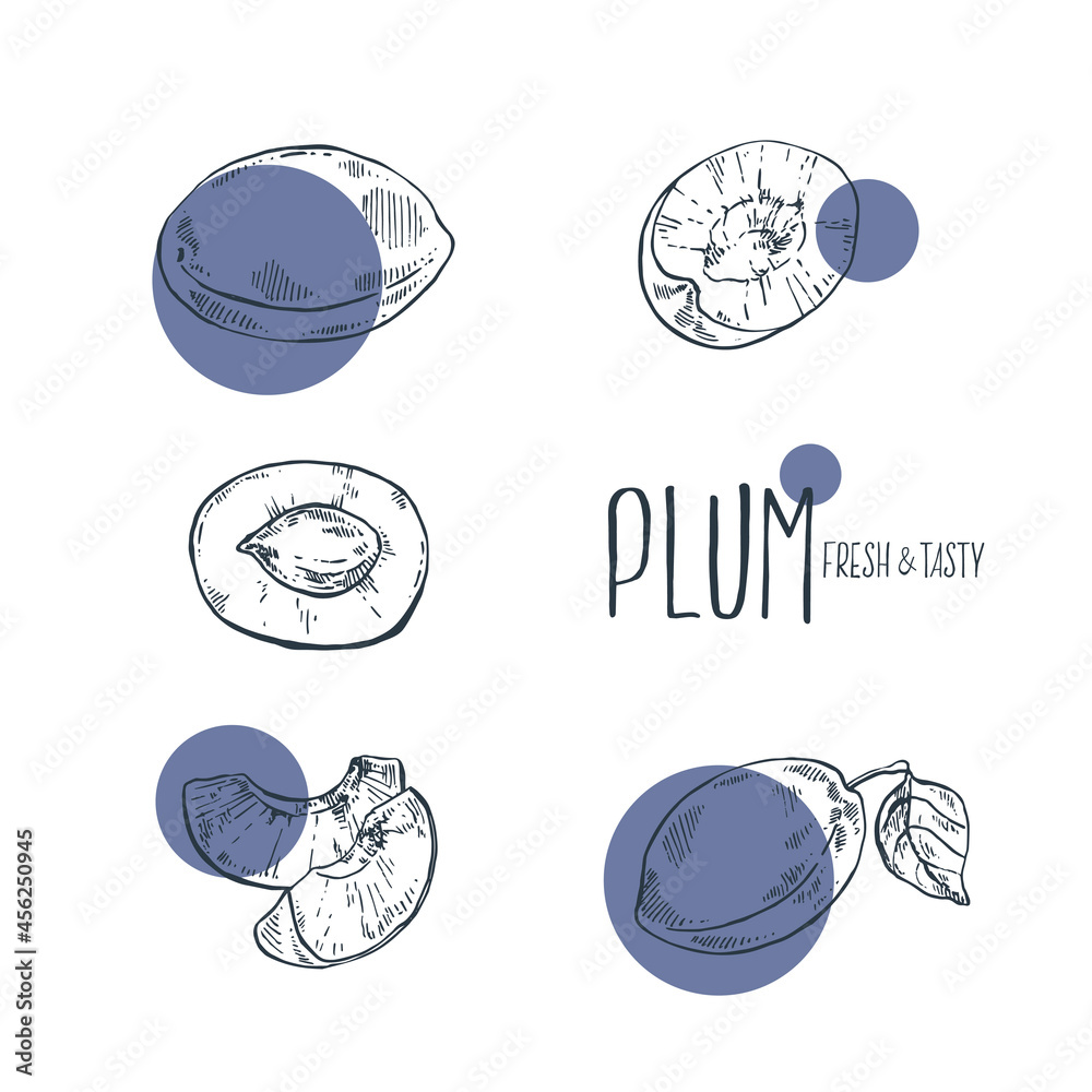 Fototapeta premium Hand drawn vector blue plum fruit illustration