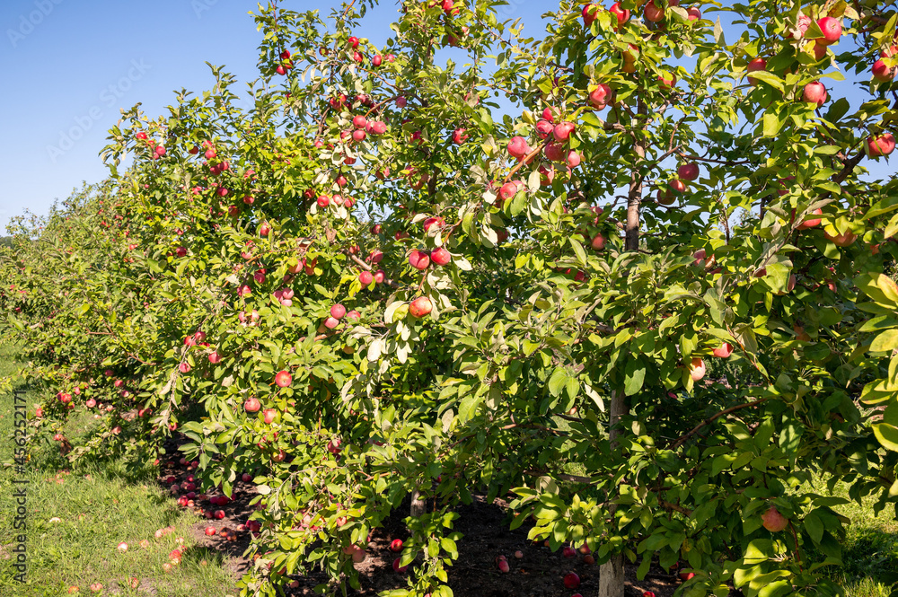 red apple trees. Apple orchard red apple trees. Apple orchard