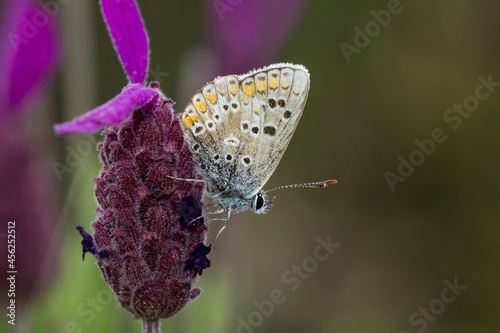 Aricia cramera, small butterfly with closed wings on lavender with gray background. photo