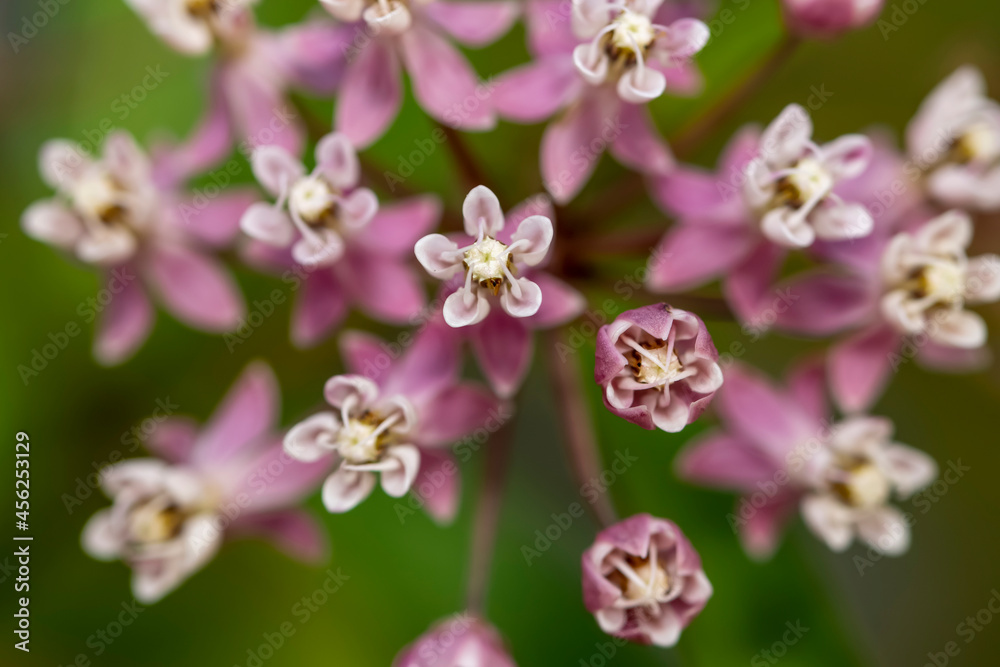 Close up shot of common milkweed flowers Close up shot of common milkweed flowers
