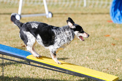 Cattle dog coming off a teeter totter in agility