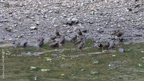 young common starlings bathe in the river Gorodnya in Moscow, Russia