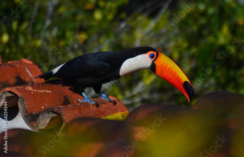 toucan on a branch