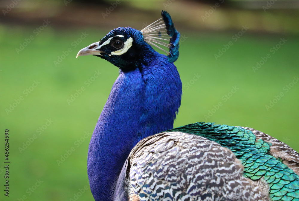 Peacock from Beacon Hill Park, Victoria, BC Peacock from Beacon Hill Park, Victoria, BC
