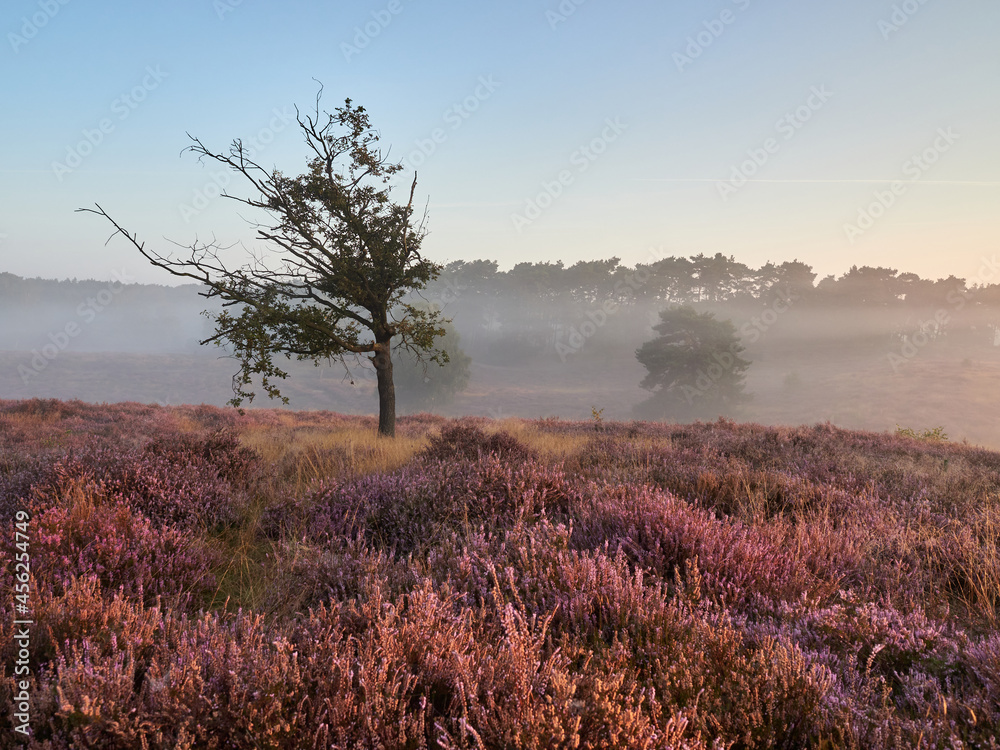 A wonderful sunrise on the misty moor. Westruper Heide nature reserve