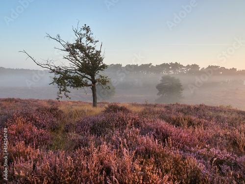 A wonderful sunrise on the misty moor. Westruper Heide nature reserve in the German town of Haltern am See. Landscape photography. photo