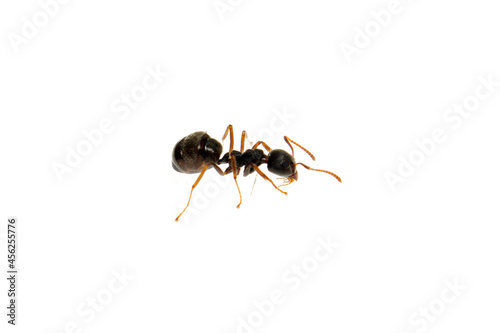 Ant isolated on white.Formica rufa © gunungkawi